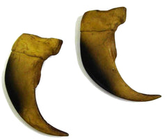 LARGE 3 INCH BLACK BEAR CLAW REPLICAS ( Sold by the piece or dozen )
