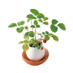 Small Egg Shell Potted Plant