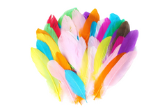 Colourful Feathers