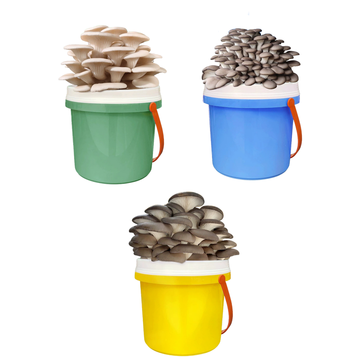 DIY Bucket Mushroom Growth Kit