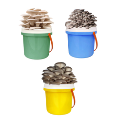 DIY Bucket Mushroom Growth Kit