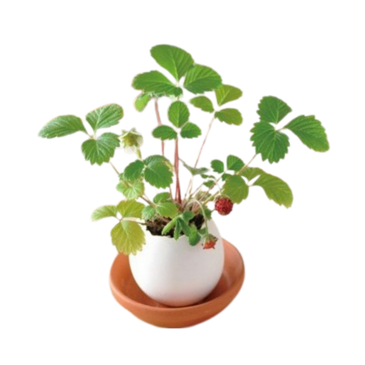 Small Egg Shell Potted Plant