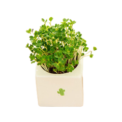 Ceramic Potted Plant (Deliver in 4-6 weeks)